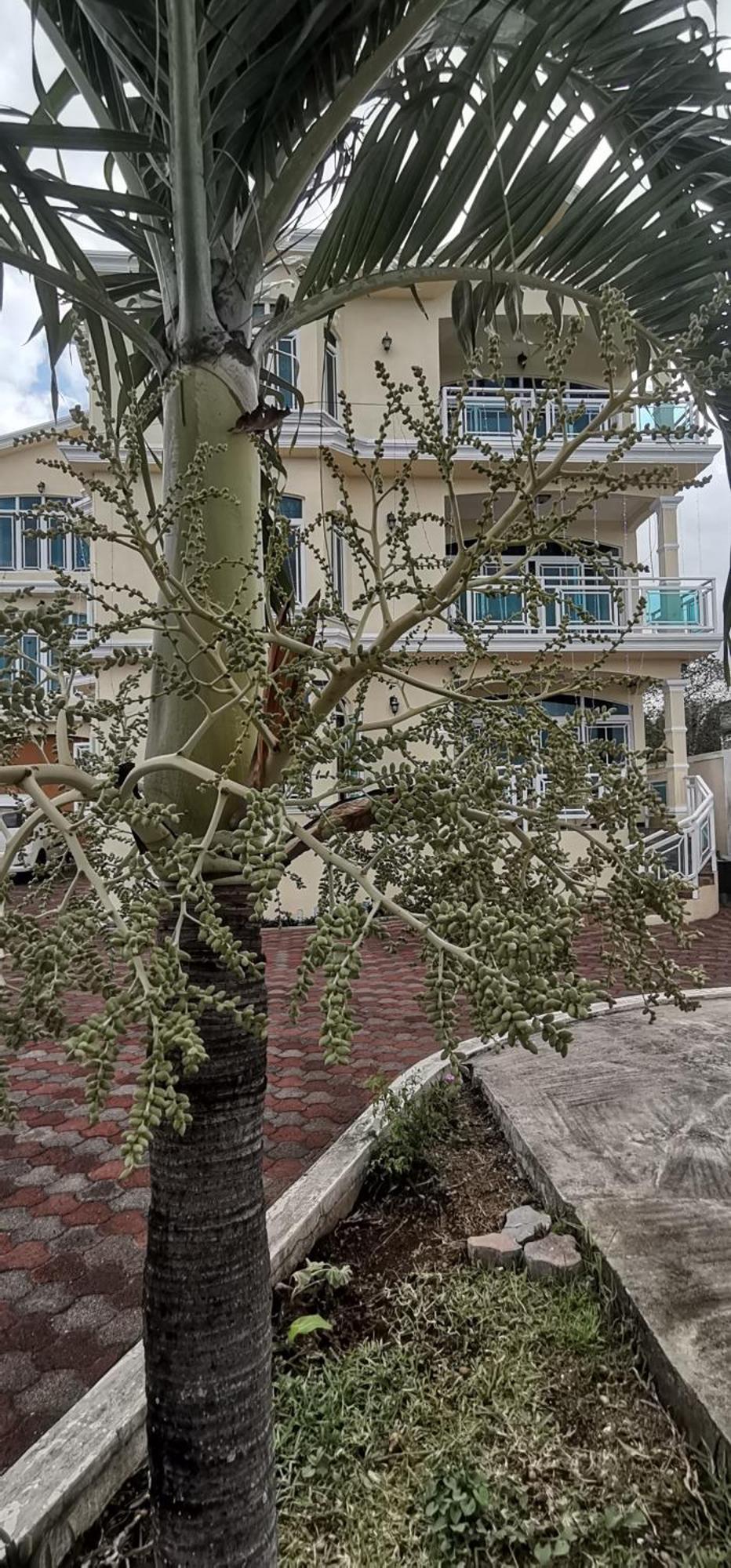 Luxor Residence Guesthouse Belle Mare Bagian luar foto